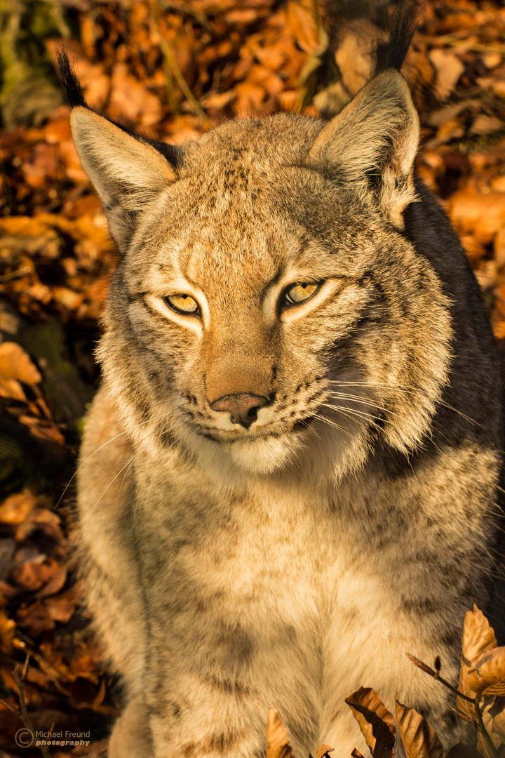 Luchs