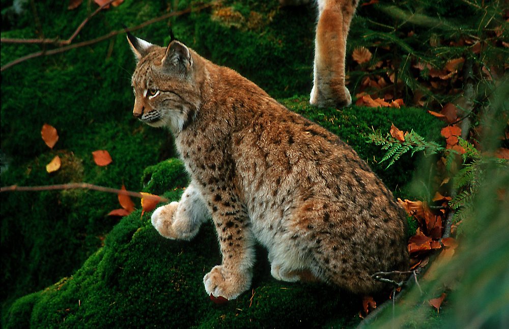 Luchs