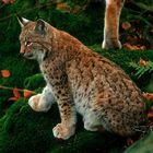 Luchs