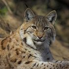 Luchs