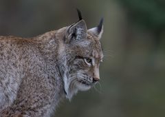 Luchs