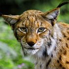 Luchs Face to Face