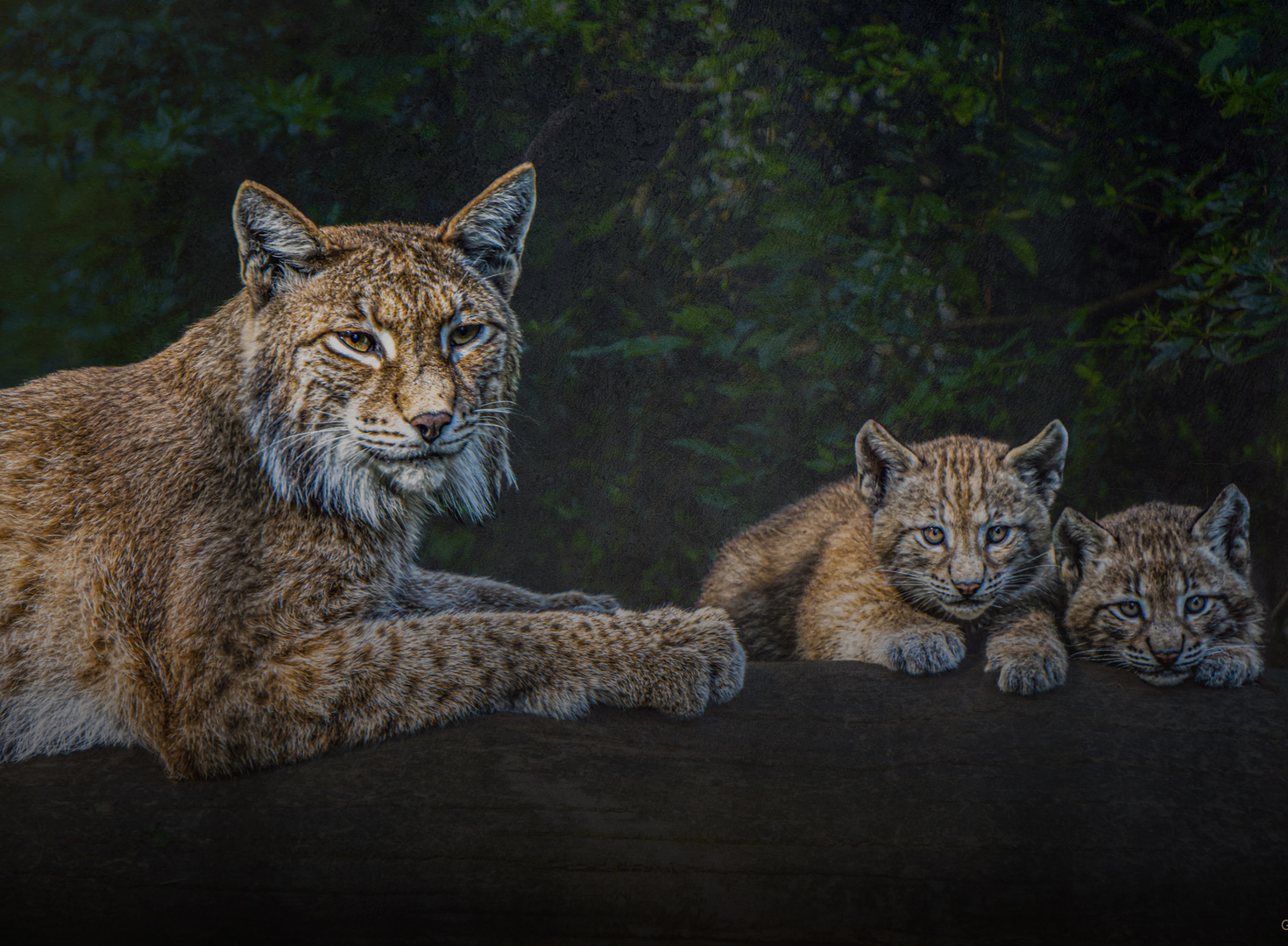 Luchs Familie 