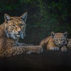 Luchs Familie 