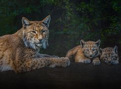 Luchs Familie 