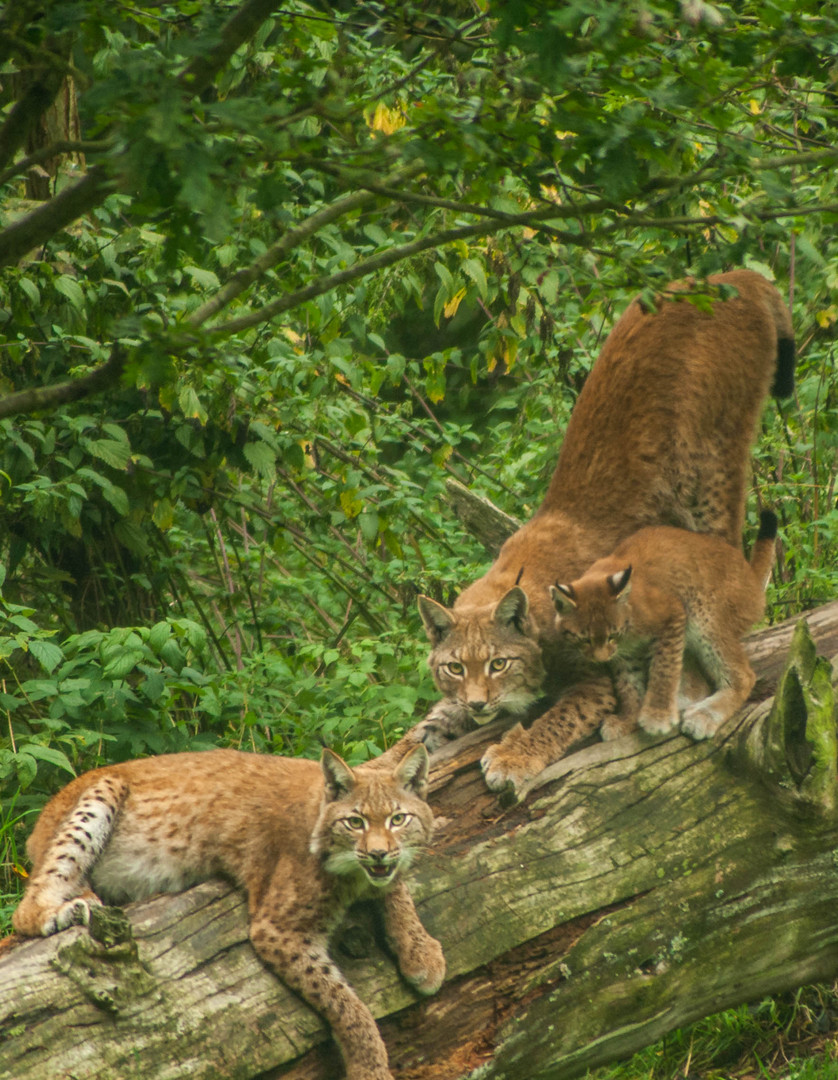 Luchs familie