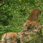 Luchs familie