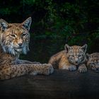 Luchs Familie - Lynx 