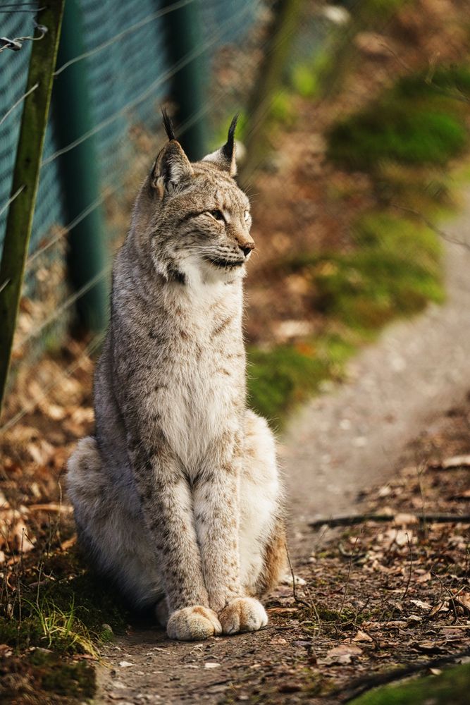 Luchs, Fasanerie