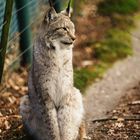 Luchs, Fasanerie