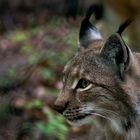 Luchs (Fasanerie Wiesbaden)