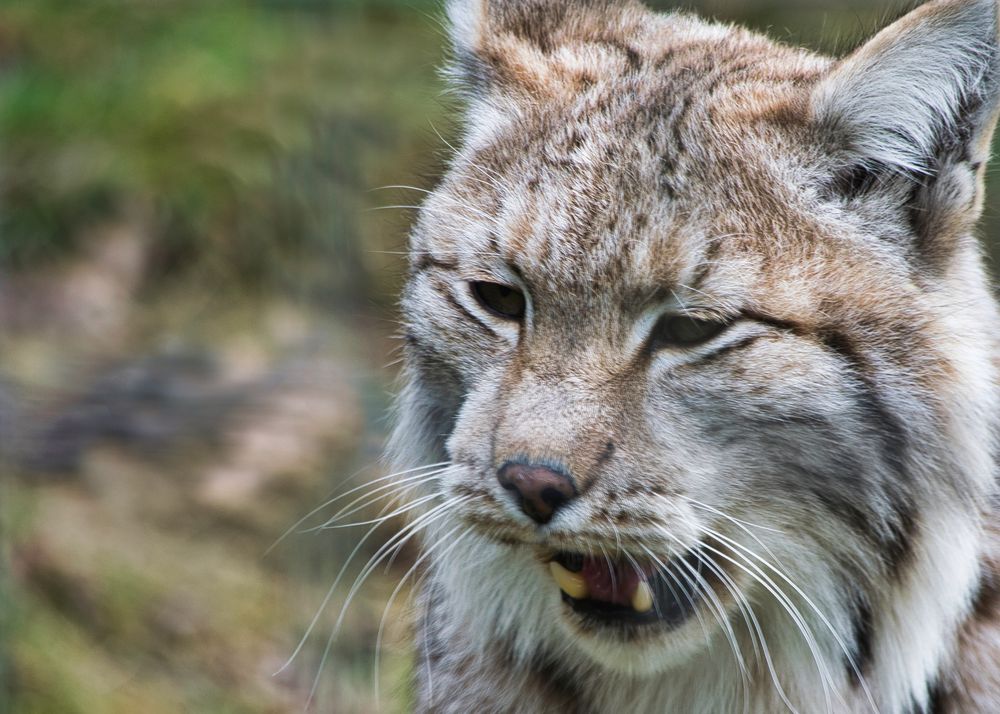 Luchs faucht