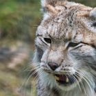 Luchs faucht