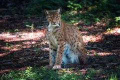 Luchs