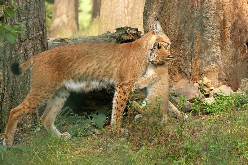 Luchs