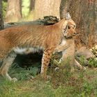 Luchs