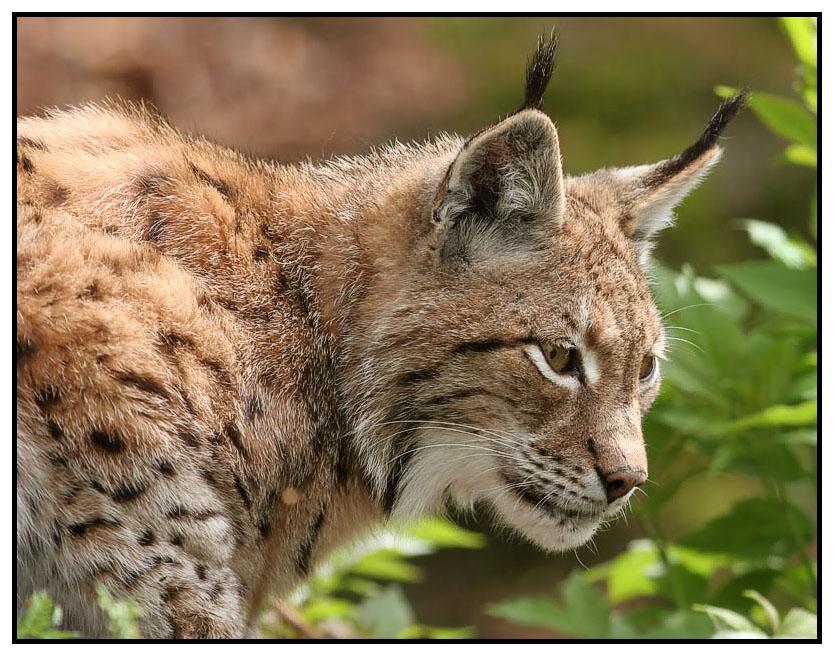 Luchs