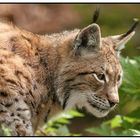 Luchs