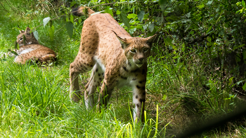 Luchs