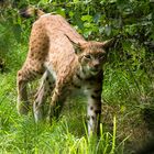 Luchs