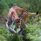 Luchs