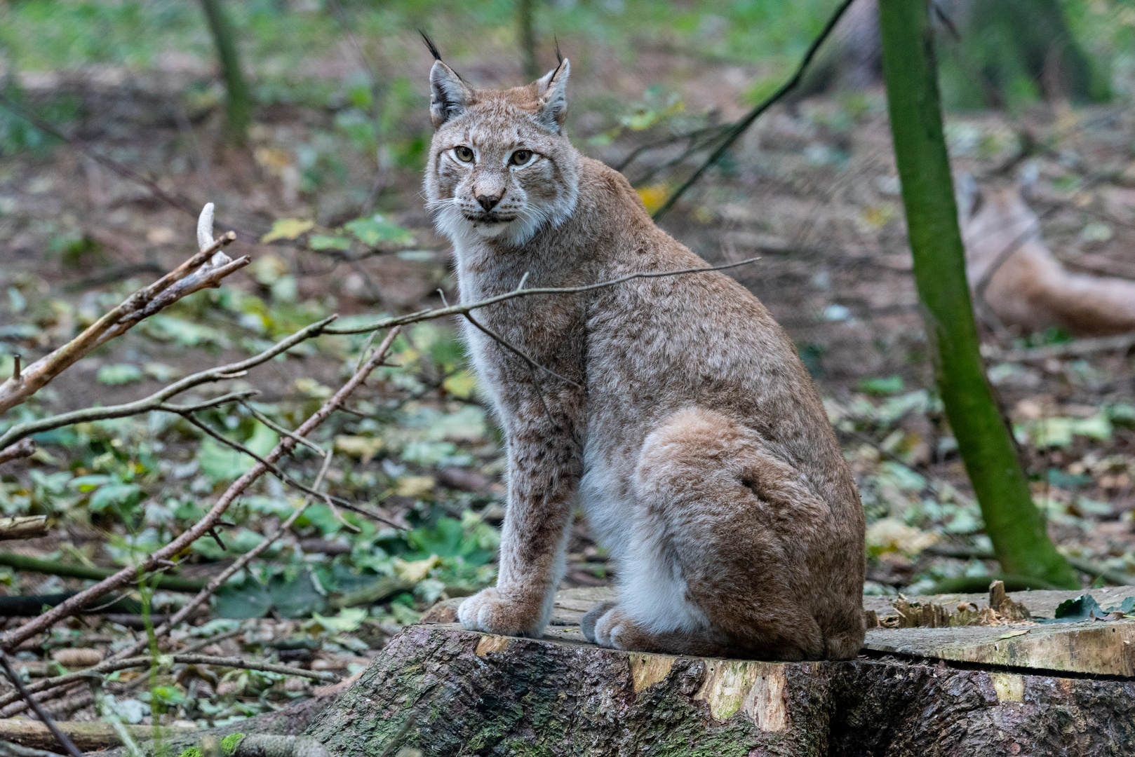 Luchs