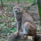 Luchs