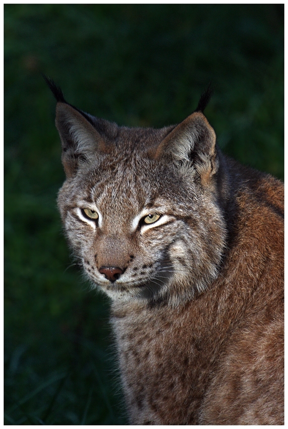 Luchs