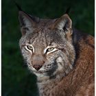 Luchs