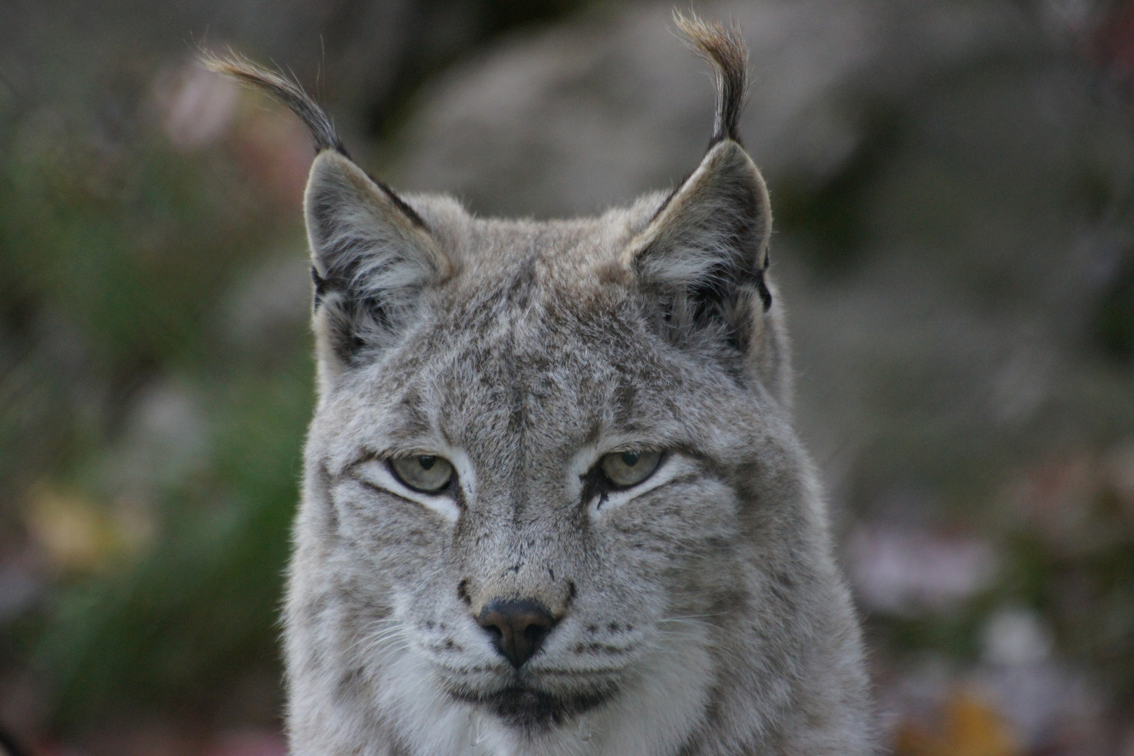 Luchs