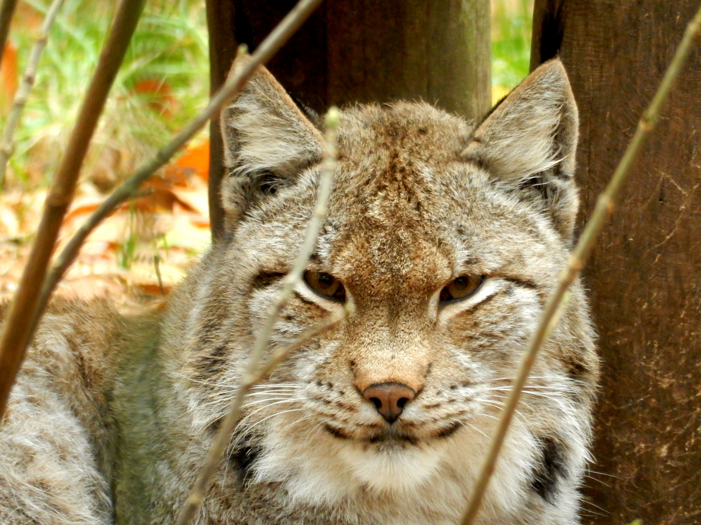 Luchs