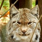 Luchs