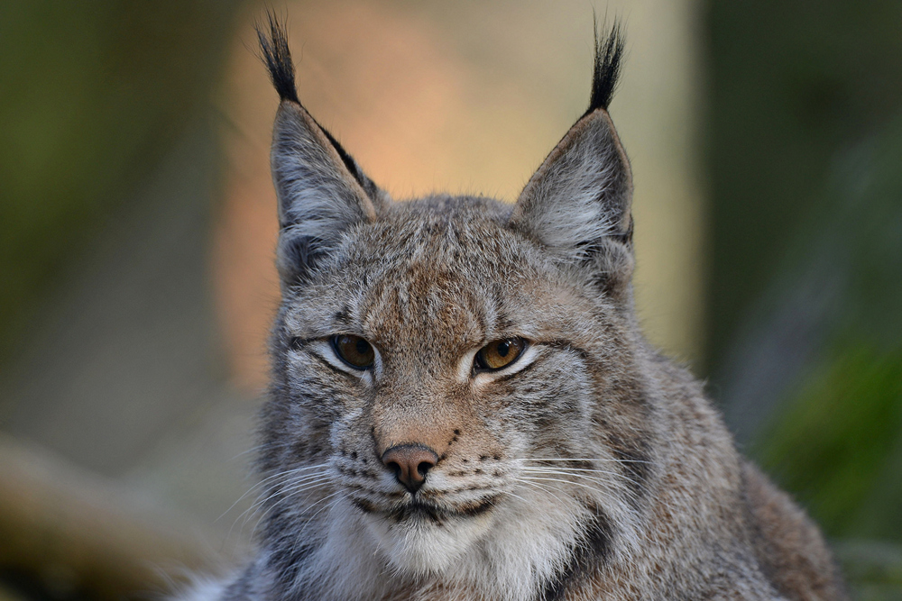 Luchs