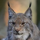 Luchs