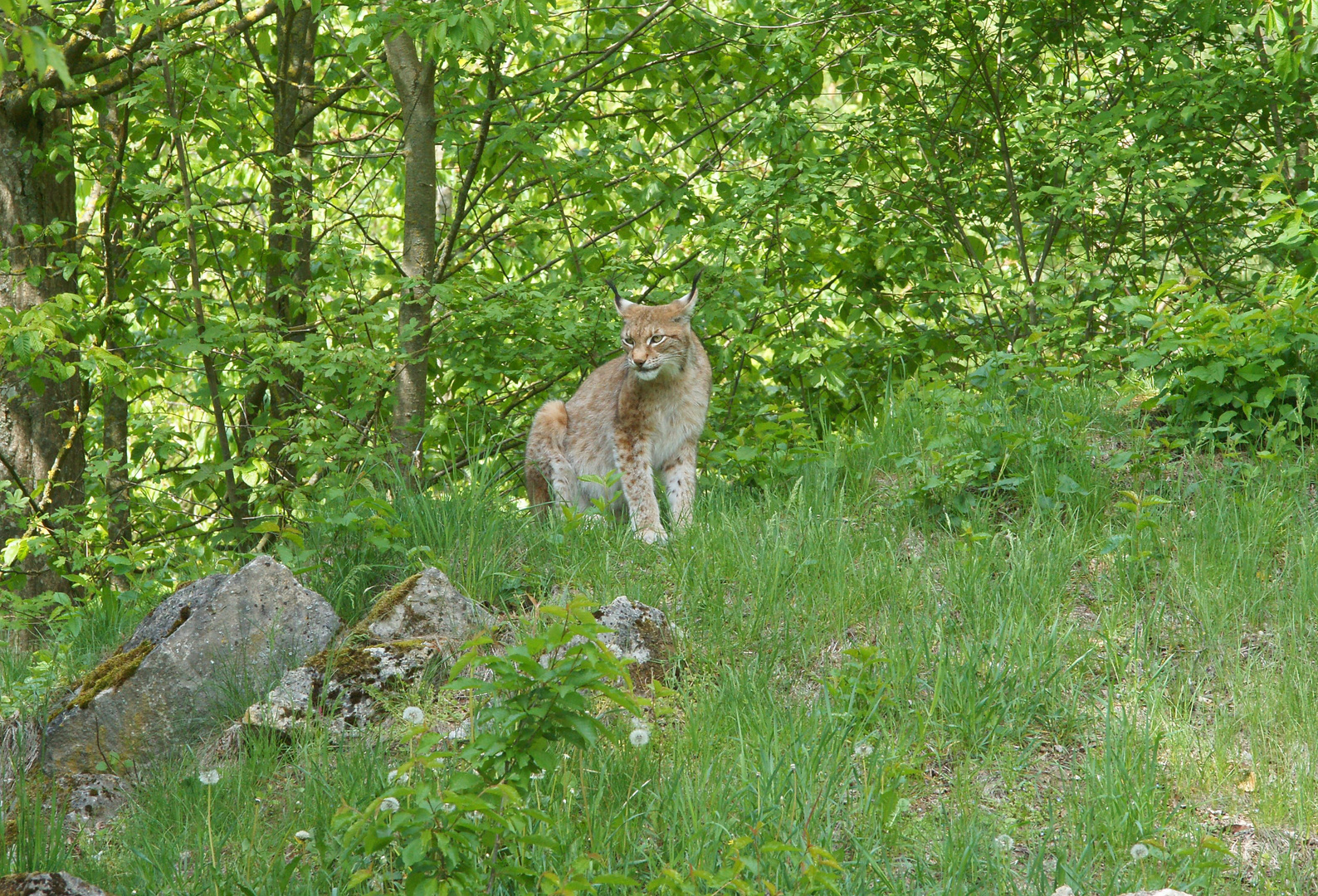 Luchs...