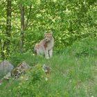 Luchs...