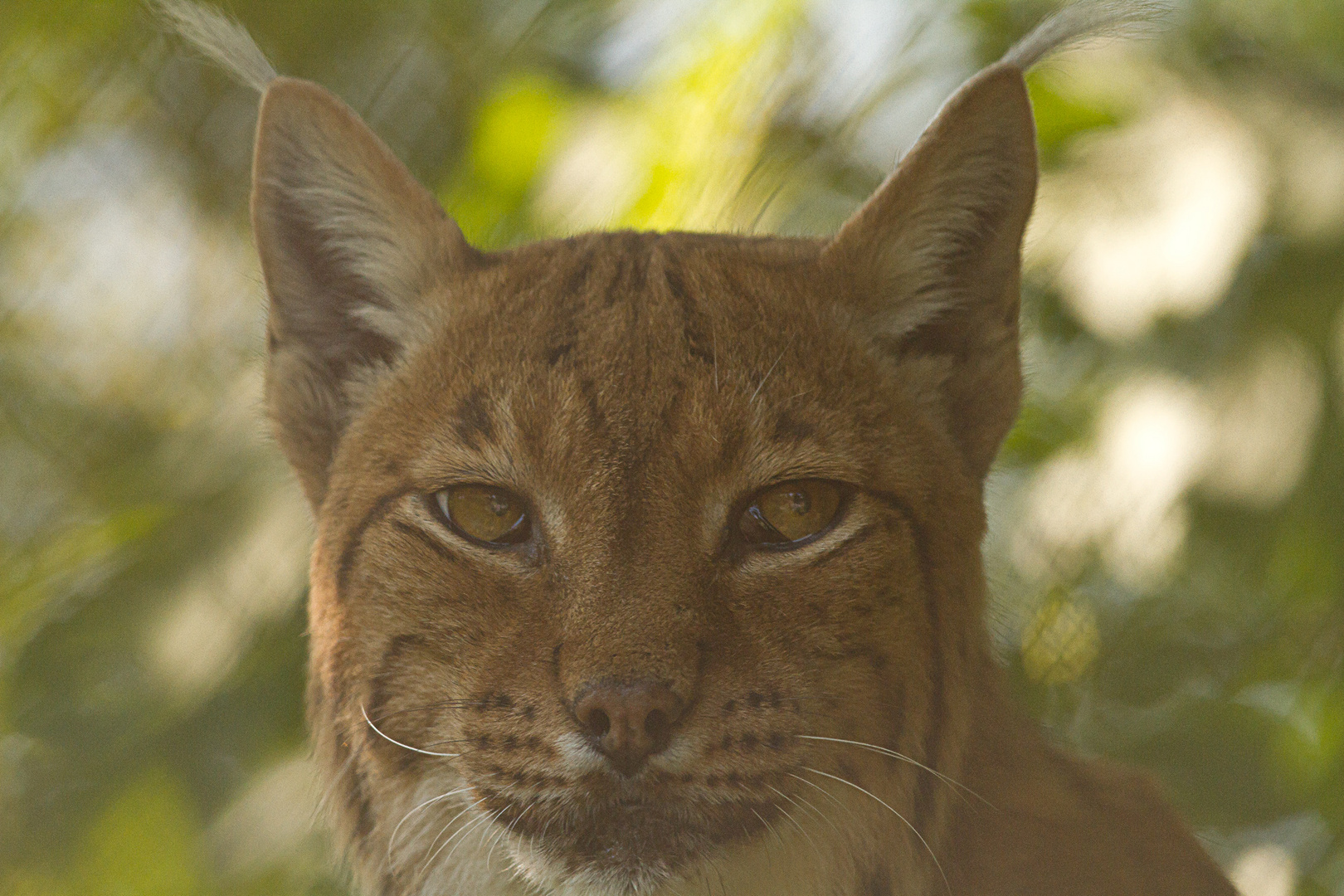 Luchs