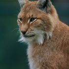 Luchs