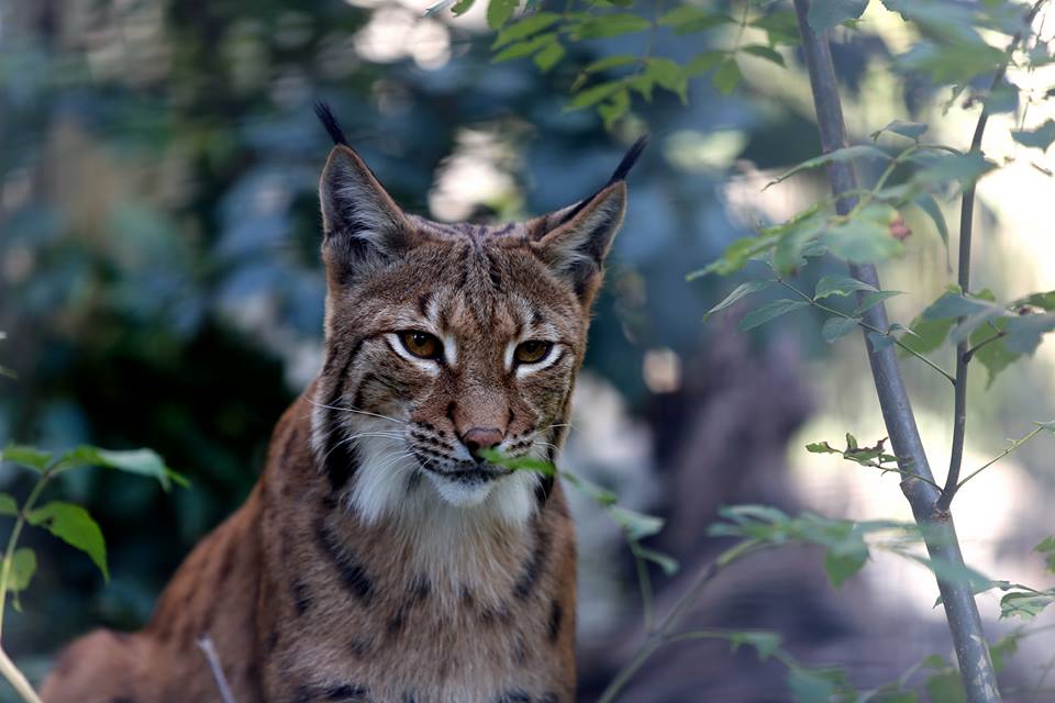 Luchs