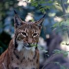 Luchs