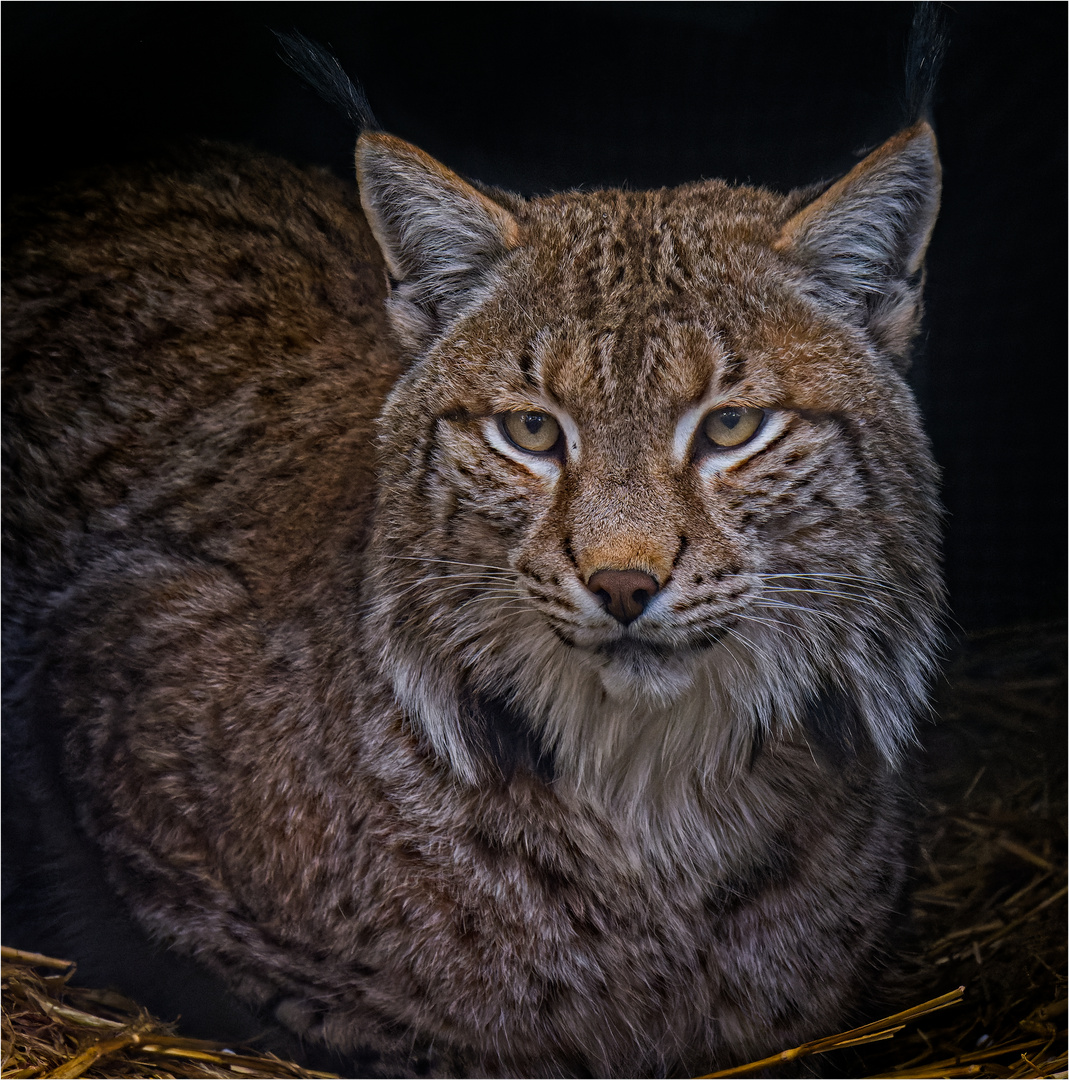 Luchs