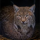 Luchs