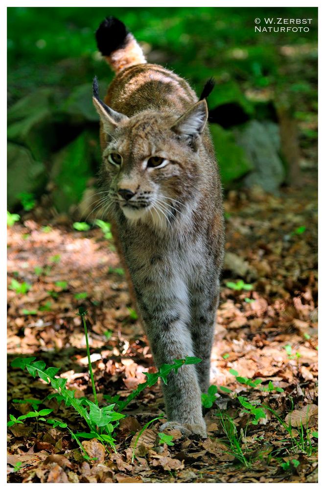 - Luchs - ( Felis iynx ) Wildpark Edersee