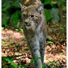 - Luchs - ( Felis iynx ) Wildpark Edersee