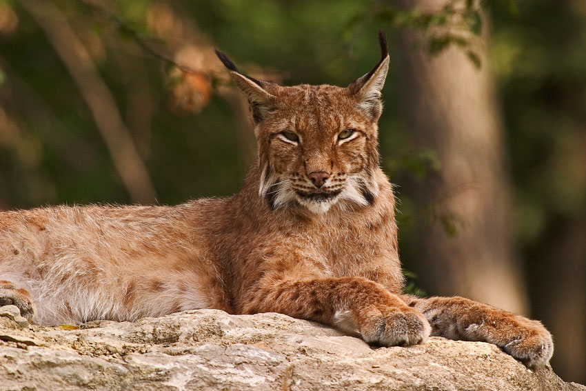 Luchs (Felis lynx)