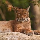 Luchs (Felis lynx)