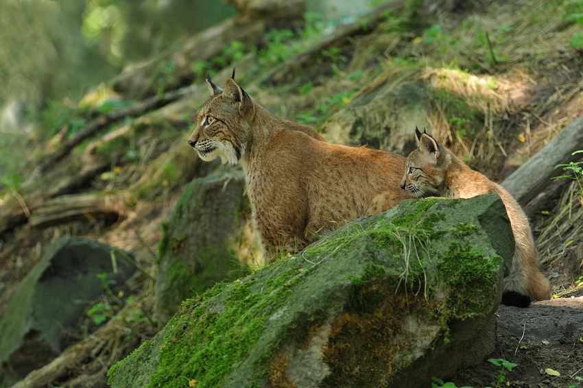 Luchs - Fernsehen