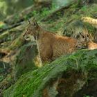 Luchs - Fernsehen