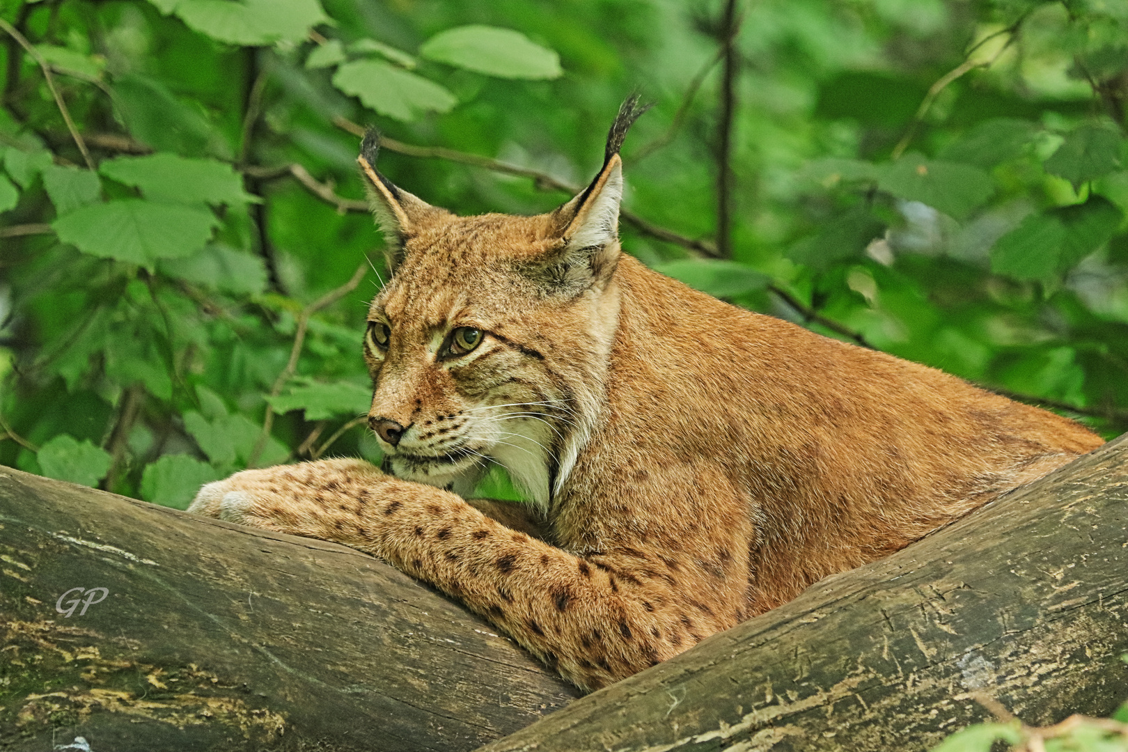 Luchs