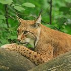 Luchs